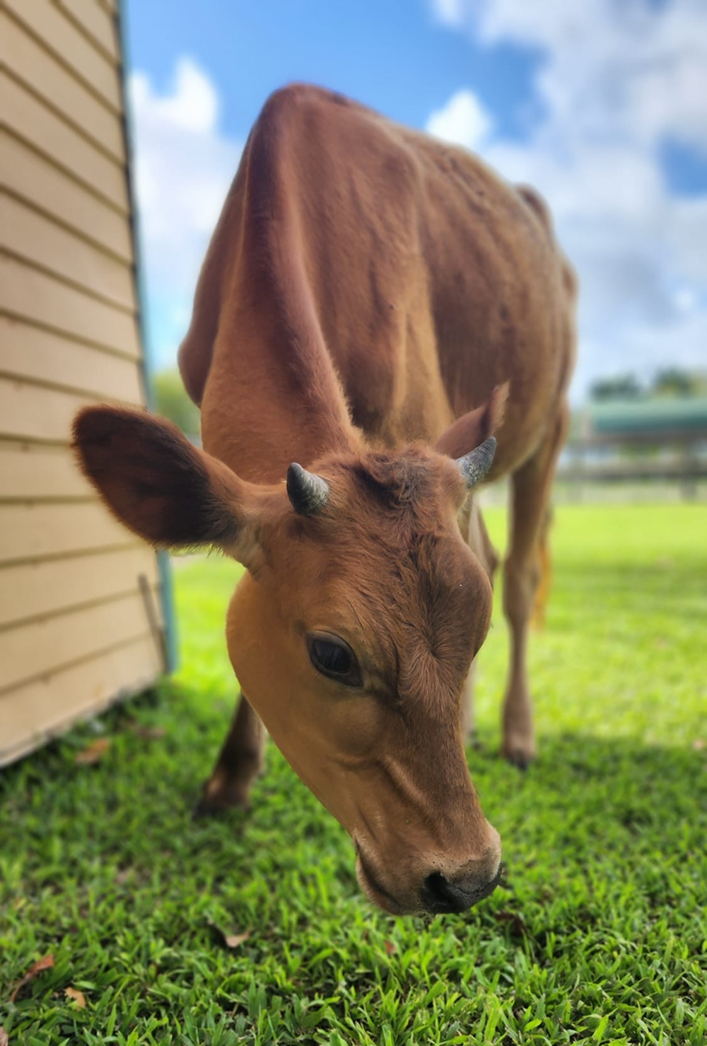 Moomoo Jersey Steer Friendly