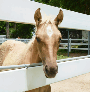 cuteHorseFence South Florida SPCA Beneficiary Designations