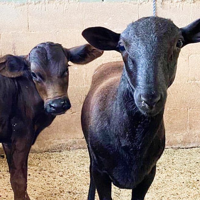 darkBrownCowAndGoatFriendsLarge Dark Brown Cow and Goat