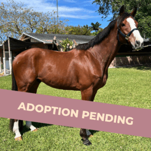 Ven Holiday Adoption Pending