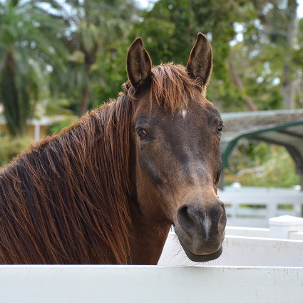 South Florida SPCA Saved Horses and Hoofed Animals every day