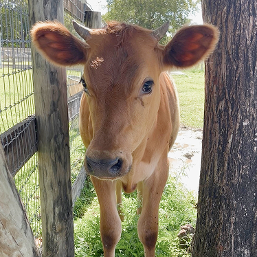 normanSquareRevised2 Norman Cow Up for Adoption