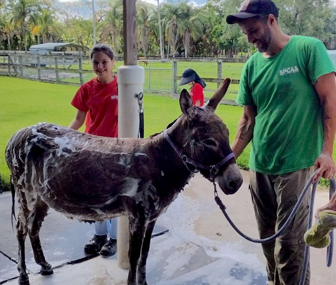 South Florida SPCA Volunteers in Action - Grooming Donkey
