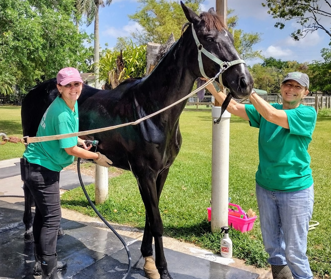 South Florida SPCA Volunteers in Action - Grooming Horse