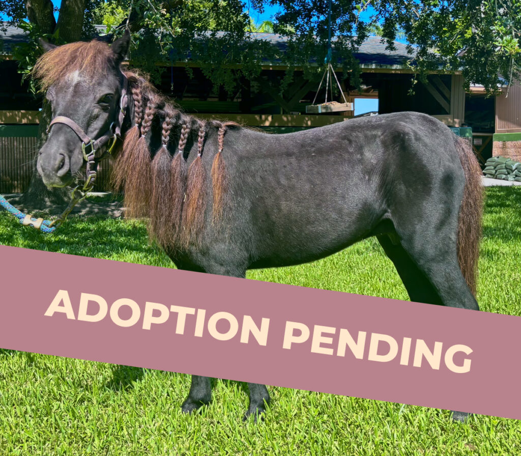Bitsy - Mini Mare - Adoption Pending