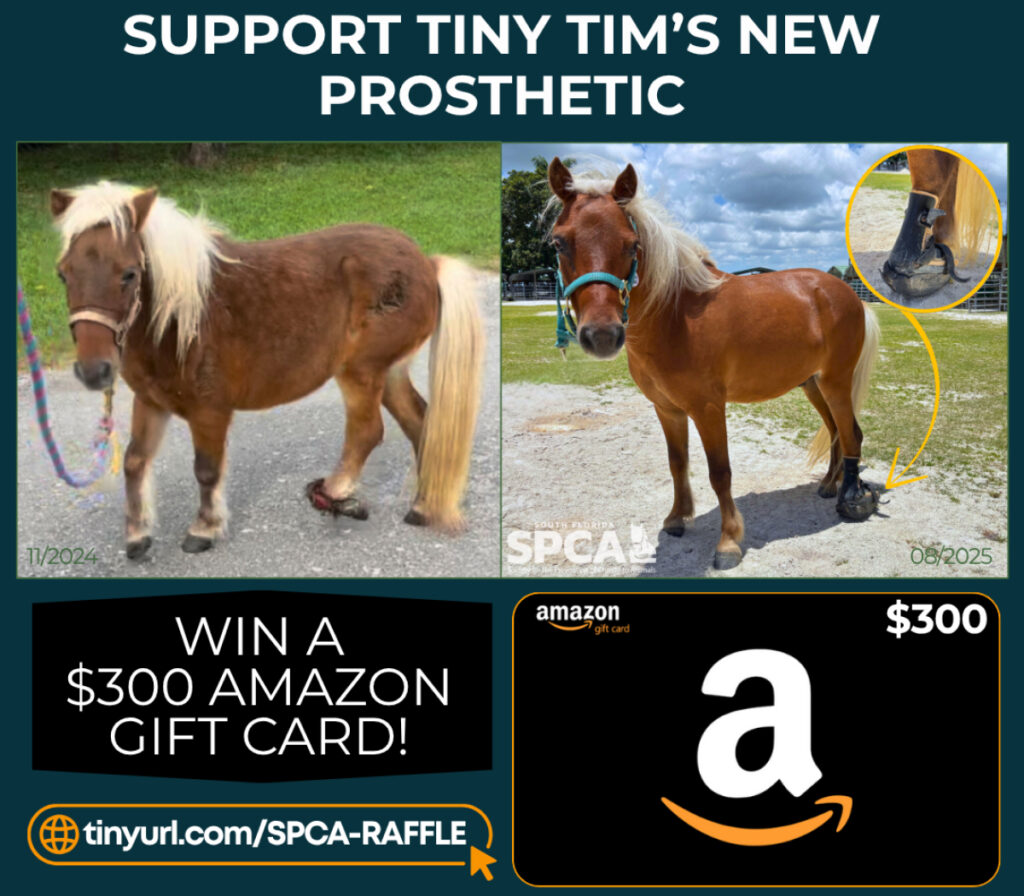 Raffle for Pony's Prosthetic Leg!
