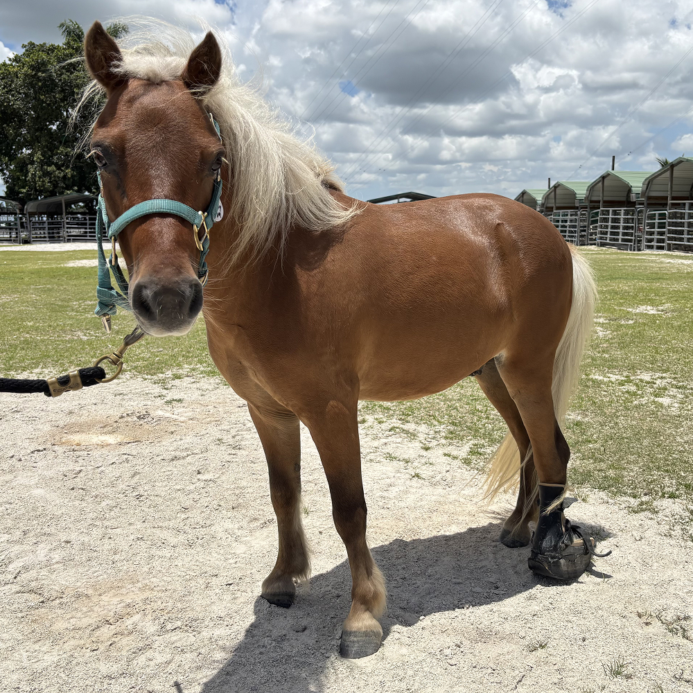 Tiny Tim and his prothetic leg - Help Fund his new Leg!