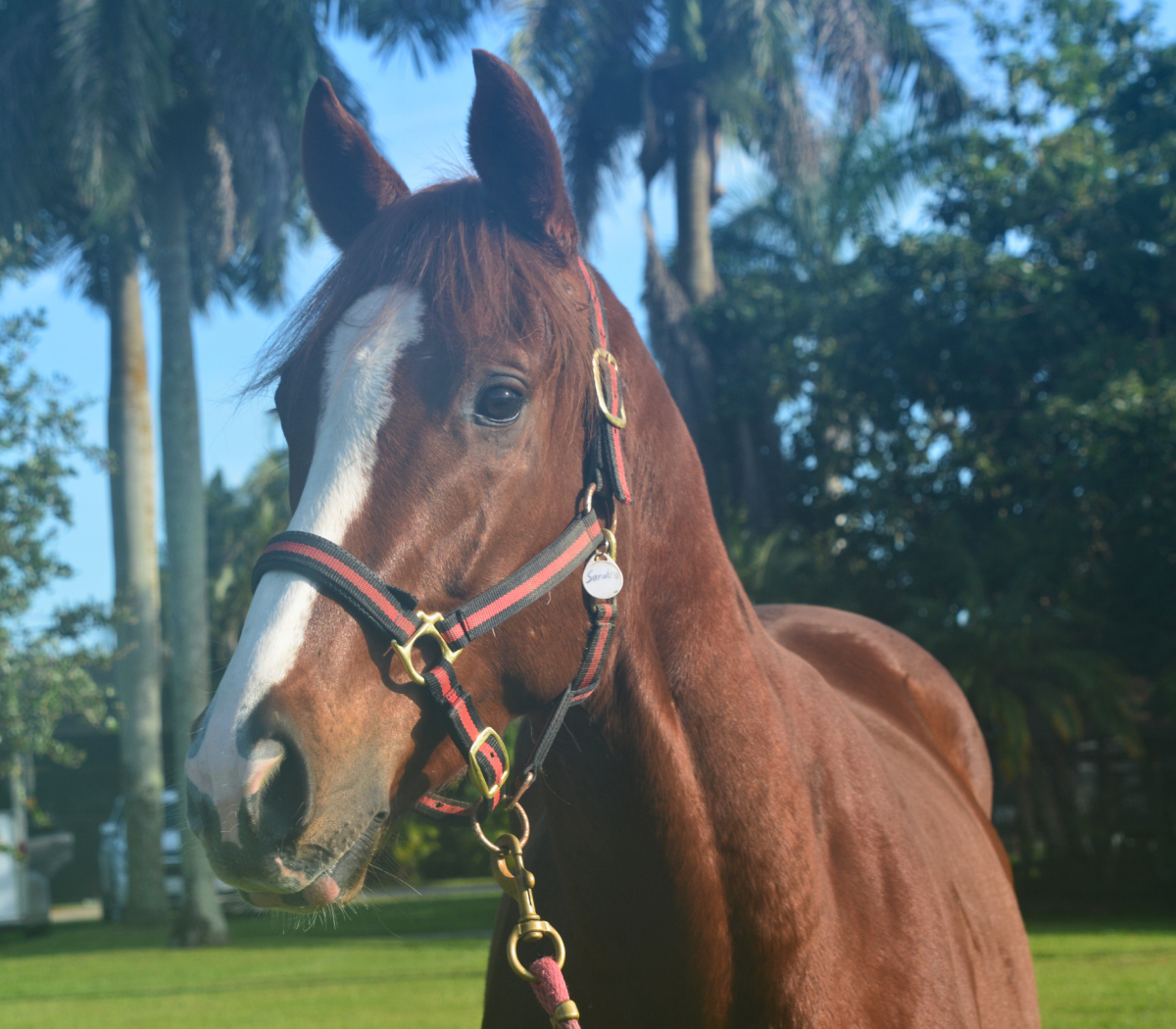 Sandro Thoroughbred Gelding