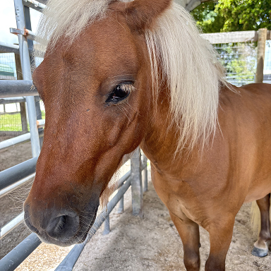 Tiny Tim, the pony, needs help funding his prosthetic leg!