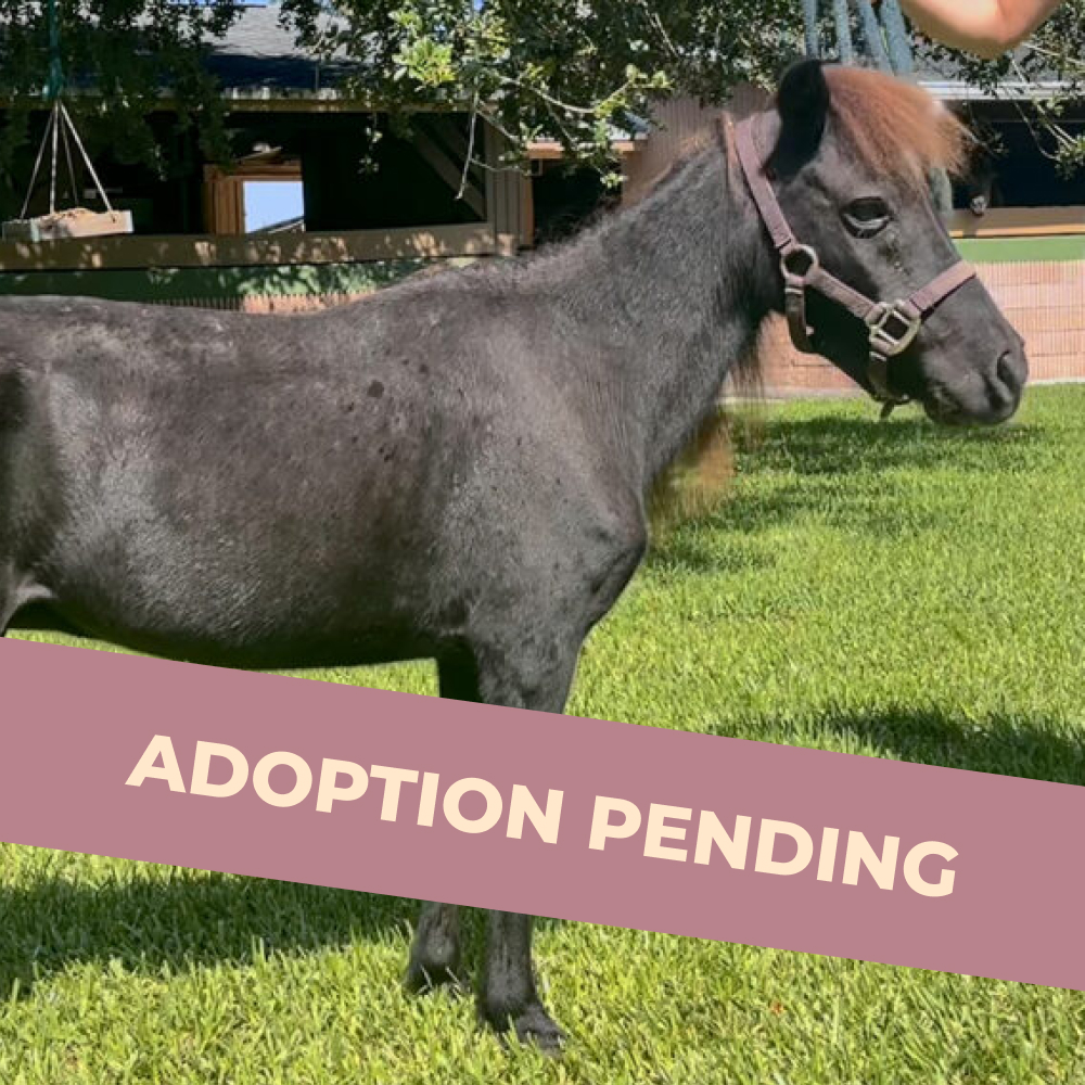 Bitsy - Mini Mare - Adoption Pending