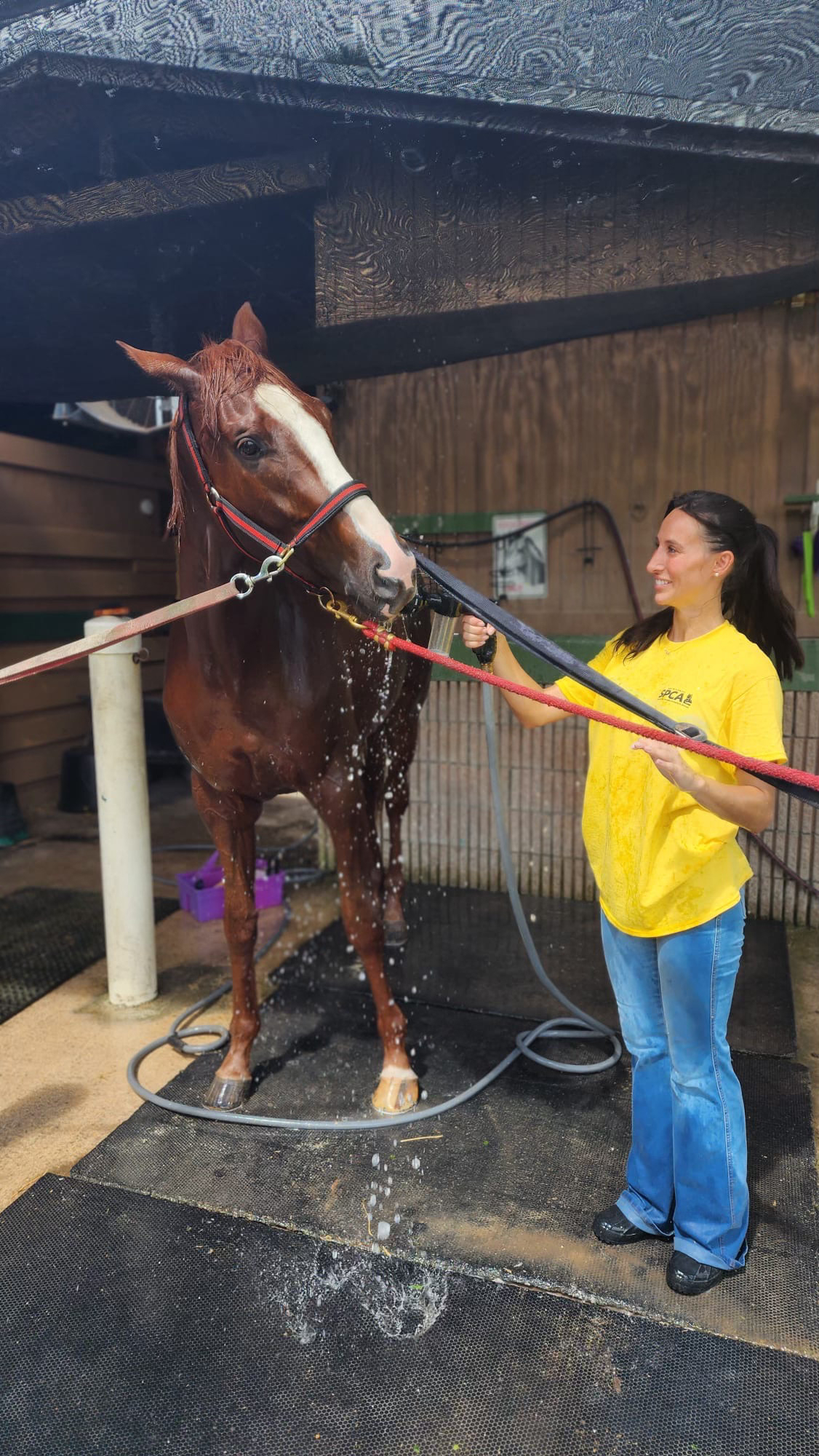Sandro Thoroughbred Gelding
