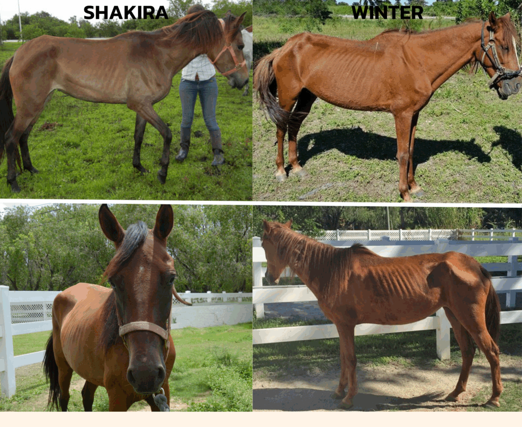 Shakira and Winter