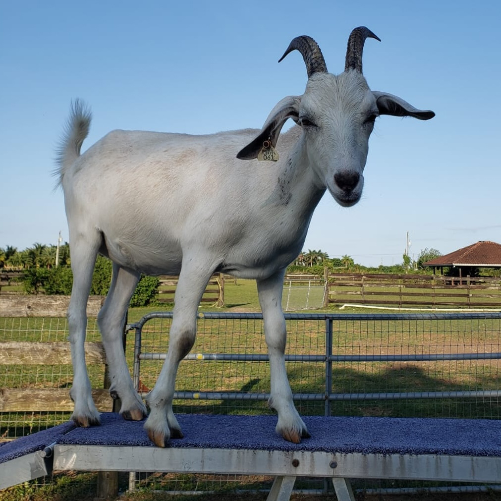 Lily the rescue goat