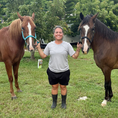 South Florida SPCA Helps to Rescue Horses in South Florida
