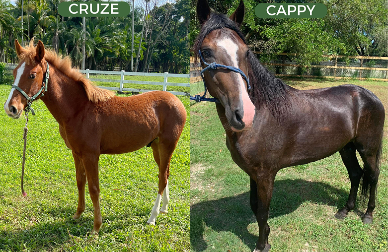 Cruze and Cappy are now happy and loved with their new owner