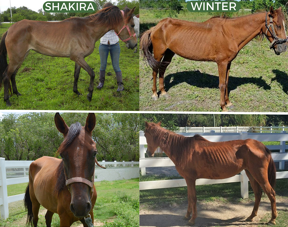 Shakira and Winter were abandoned by their owners and rescued by the South Florida SPCA