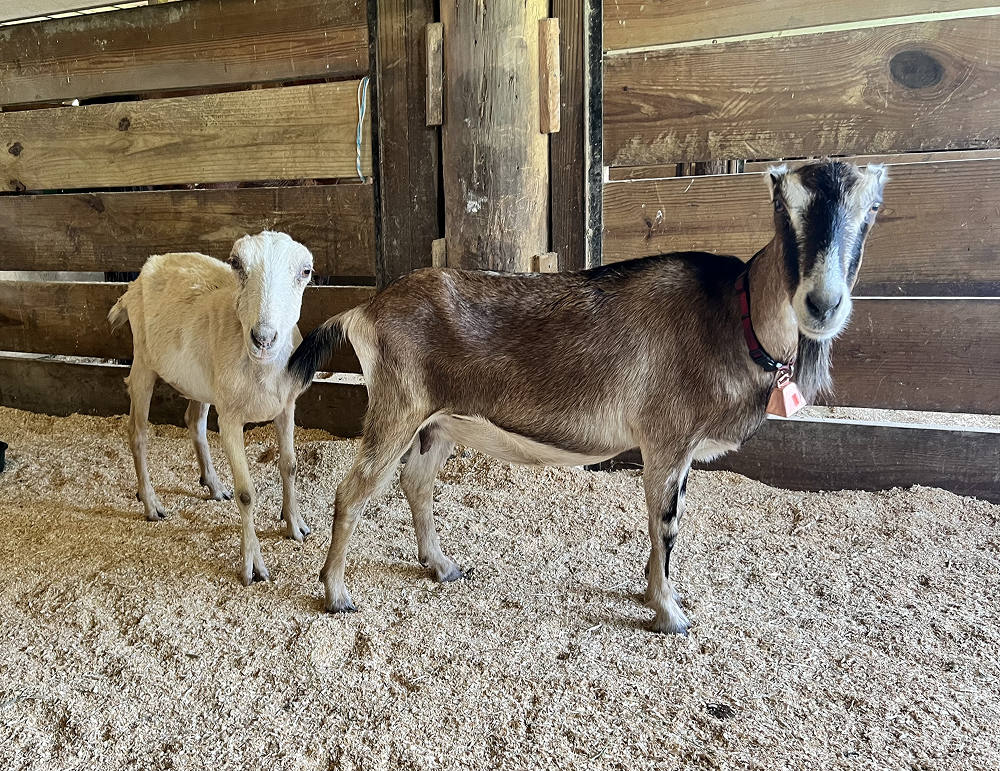 Goats Available for Adoption