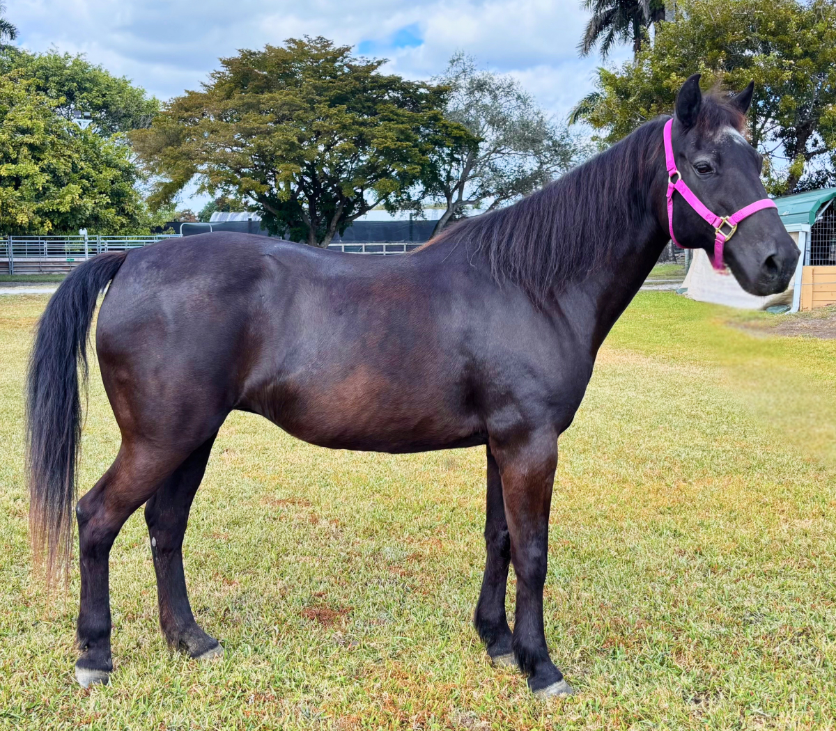 Macy_QuarterHorseMare_Hero Macy Quarter Horse Mare South Florida SPCA