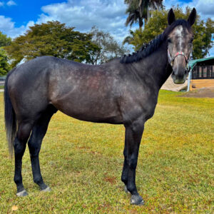 Mo Finds - Thoroughbred Gelding South Florida SPCA