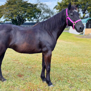 Macy Quarter Horse Mare SFSPCA
