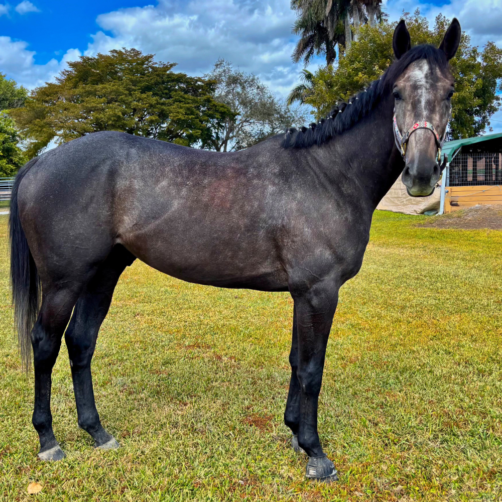 Mo Finds - Thoroughbred Gelding South Florida SPCA
