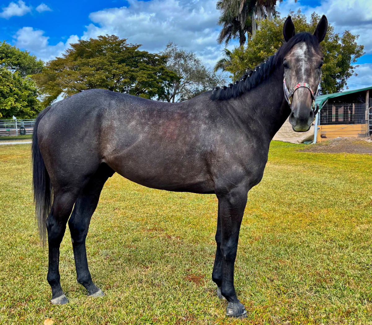 MoFinds_ThoroughbredGelding_Hero Mo Finds - Thoroughbred Gelding SFSPCA