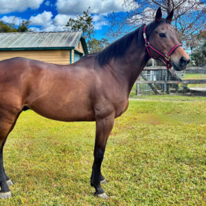 Seattle Cub Thoroughbred Gelding South Florida SPCA
