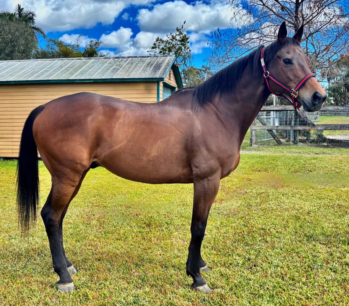 Thoroughbred Gelding Retired Race Horse SFSPCA