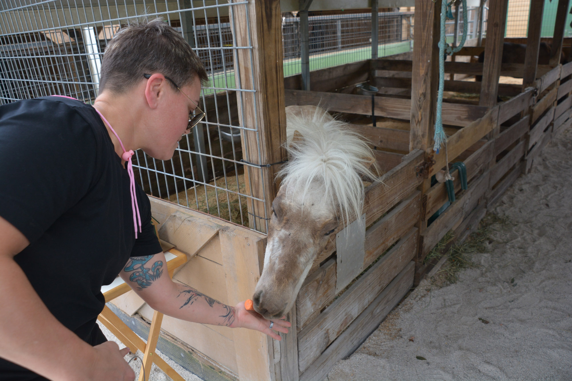 South Florida SPCA Open House Feeding the Horses
