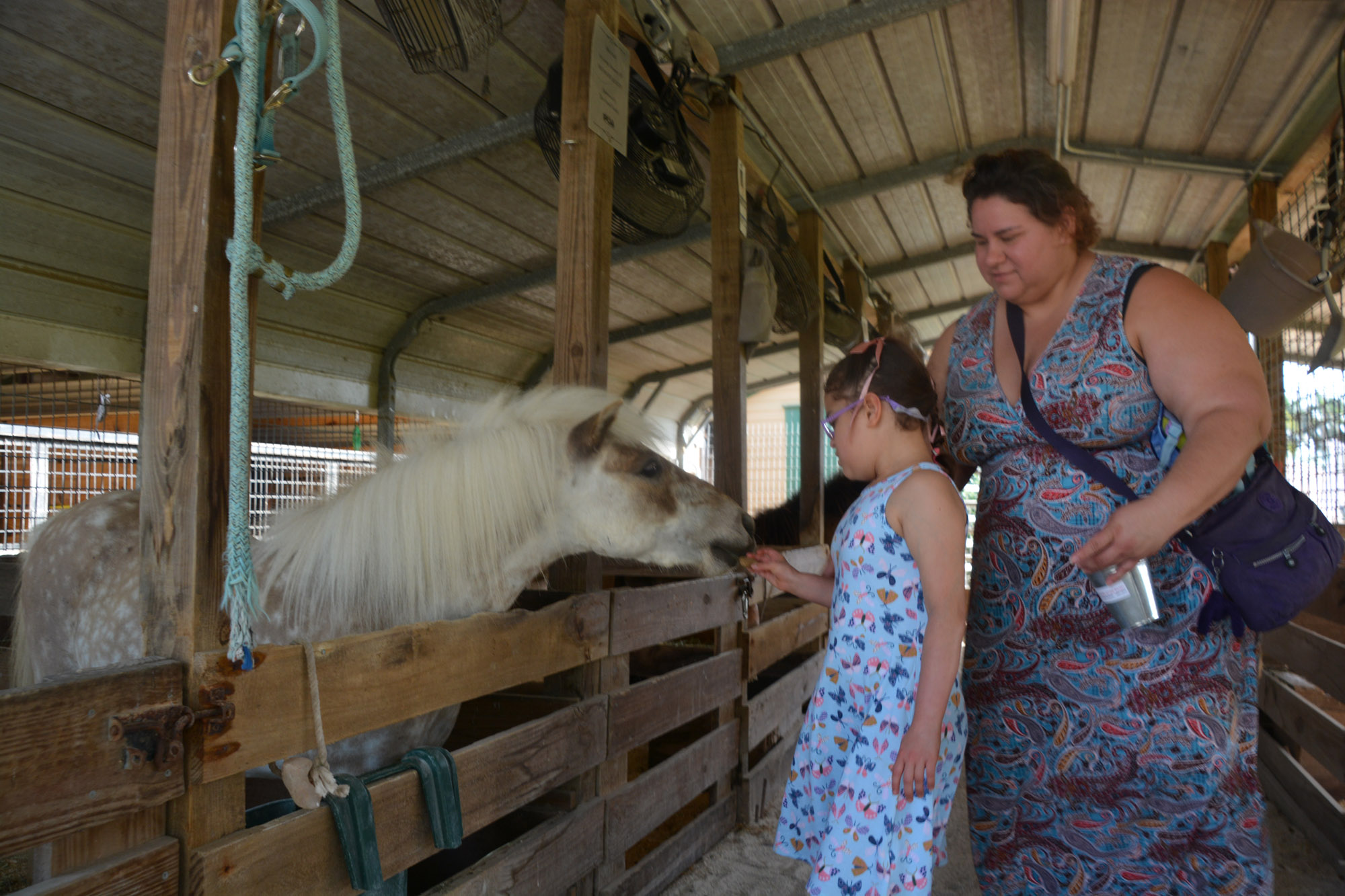 South Florida SPCA Feeding the Pony