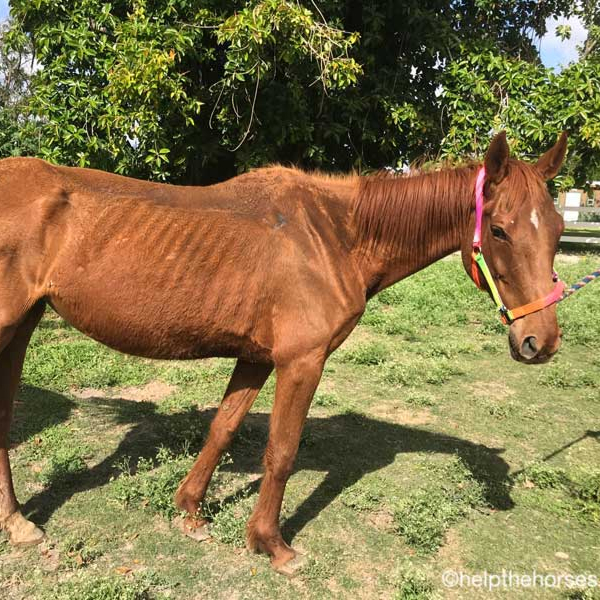 La Bolichera is her adopter's soul horse