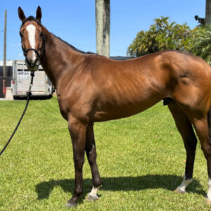 Mo Mo Mugshot - Thoroughbred Gelding