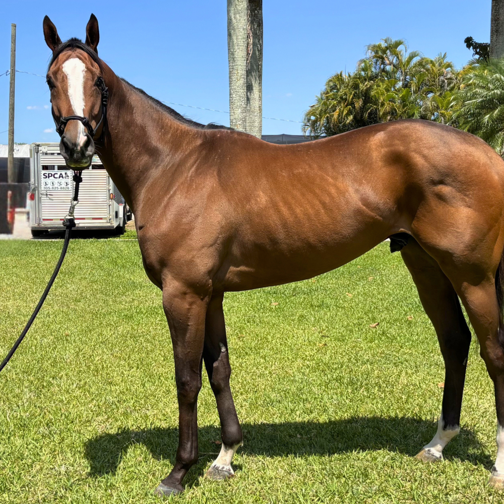 Mo Mo Mugshot - Thoroughbred Gelding
