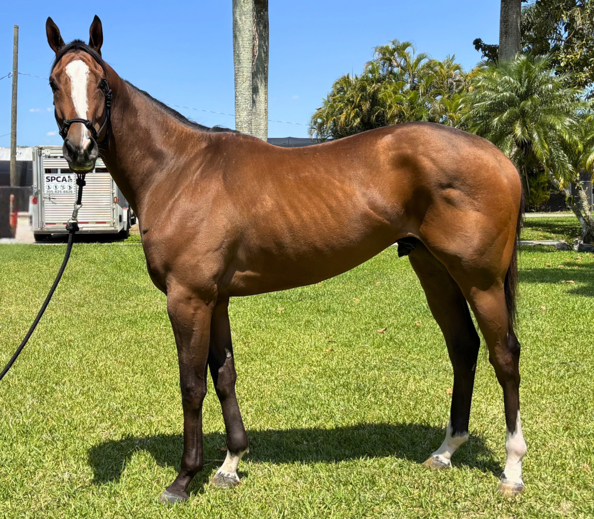 moMoMugshotHero Mo Mo Mugshot - Thoroughbred Gelding