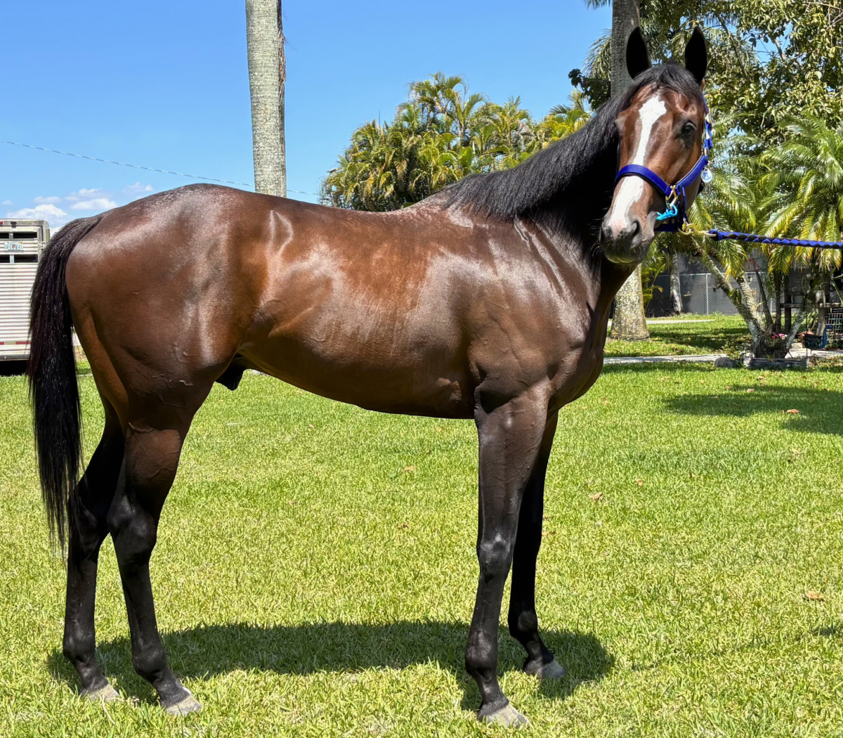 Big City Banker - Thoroughbred Gelding