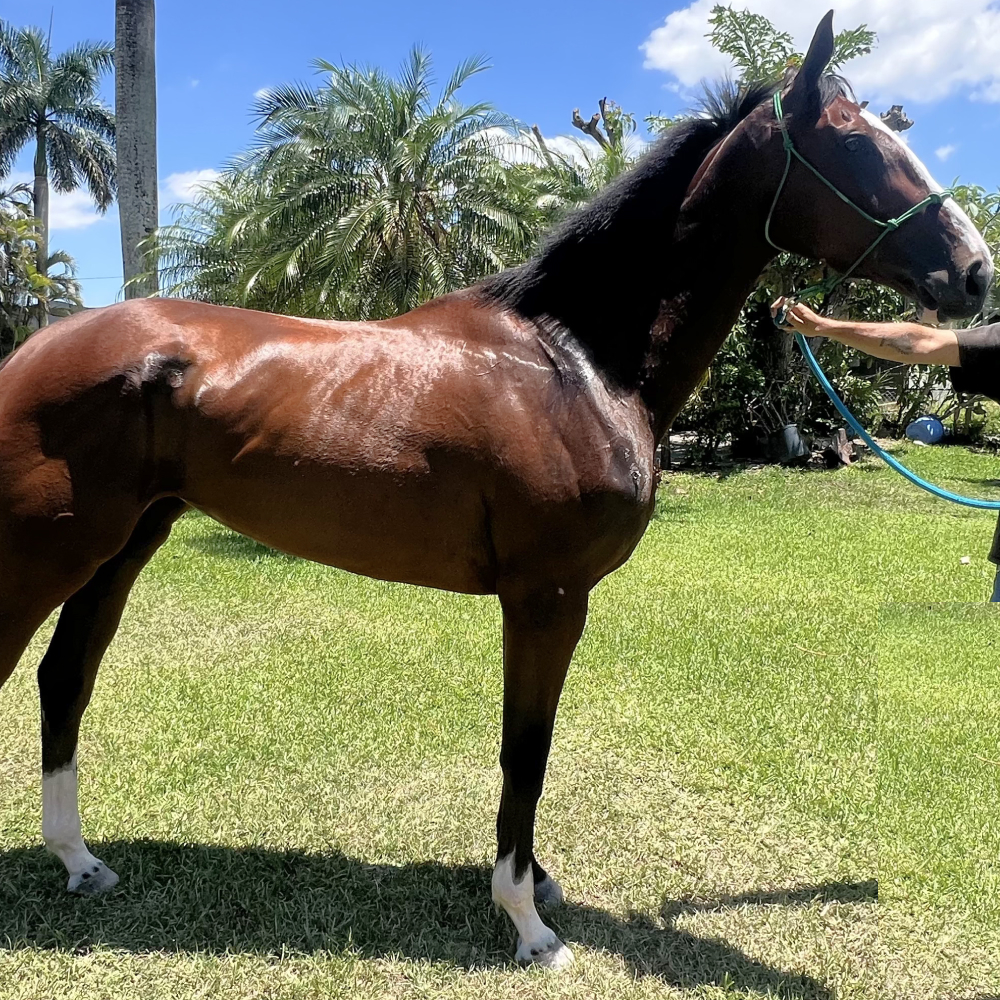 Welcome Surprise Thoroughbred Mare