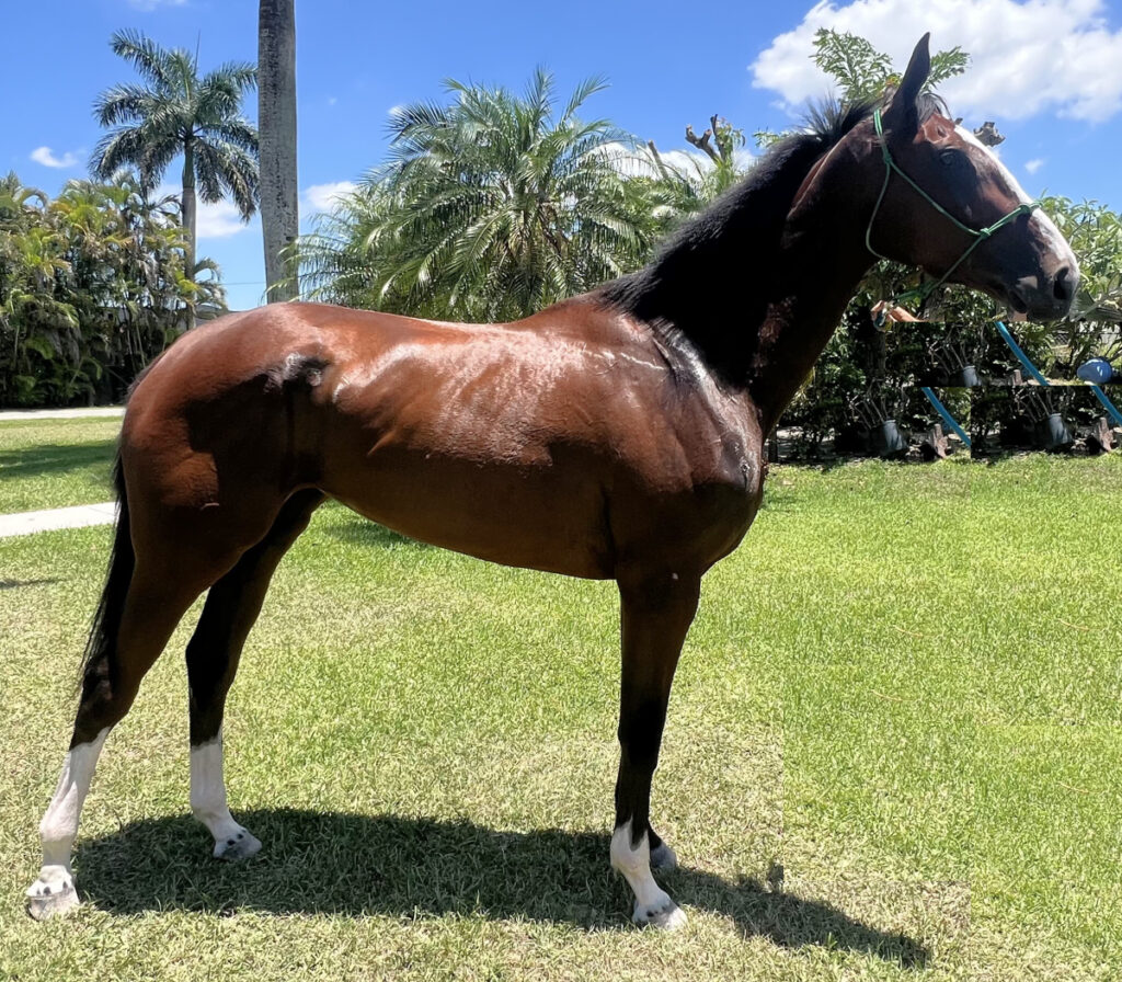 welcomeSurpriseHero Welcome Surprise Thoroughbred Mare at the South Florida SPCA