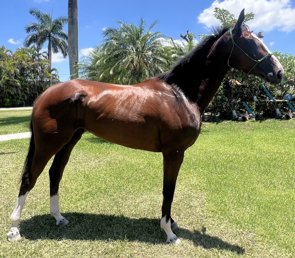 welcomeSurpriseHero Welcome Surprise Thoroughbred Mare at the South Florida SPCA