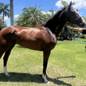 Welcome Surprise Thoroughbred Mare