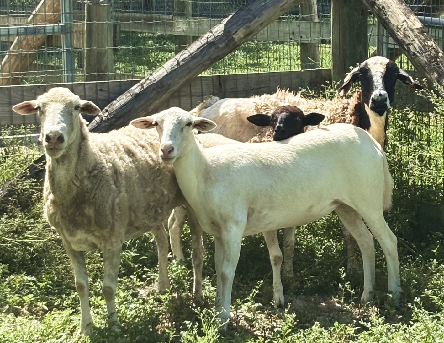 homepageSliderMainSheep Adopt sheep at the South Florida SPCA!