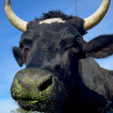 Pilgrim, Our Rescue Steer