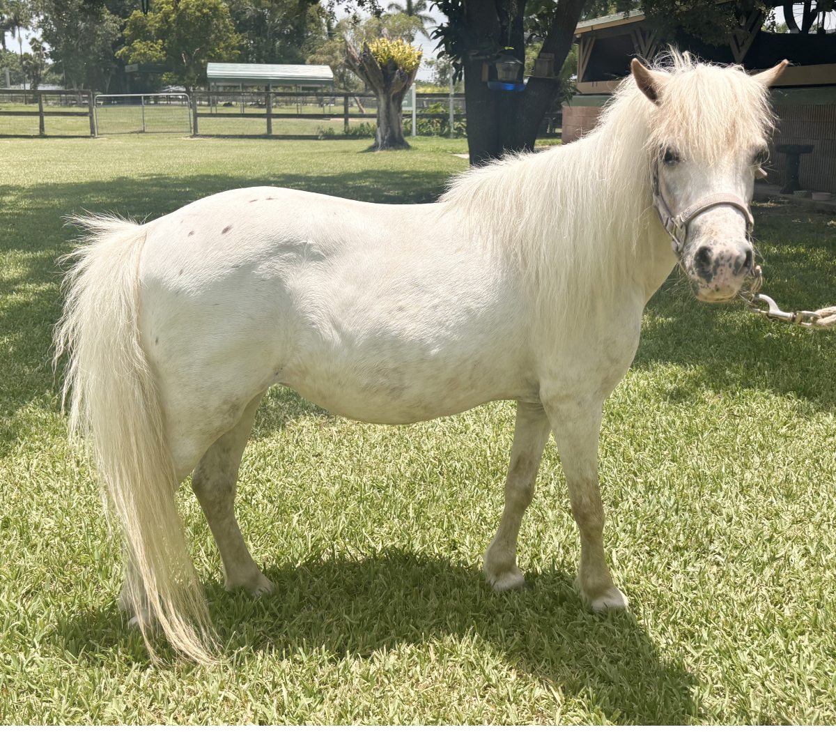Zena - White Pony Mare up for Adoption